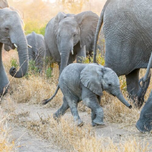 Tintswalo Safari Lodge-Elefanten