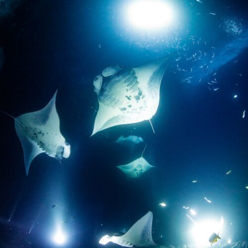 The ancient hawaiians used to believe manta rays will swallow the sun in their mouth at sunset and swim across the island to spit it out at sunrise. They are absolutely majestic creatures to look at underwater.