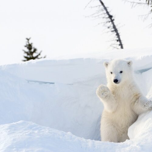 Polar bear (Ursus maritimus) cub coming out den and playing around, Wapusk national park, Canada.