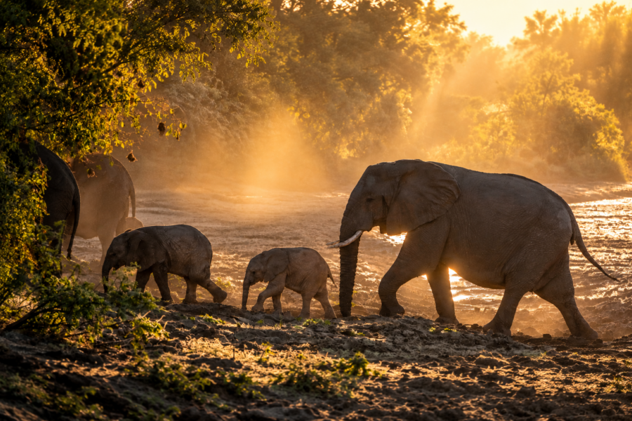 Robin Pope Safaris_Kujana Camp_Sambia